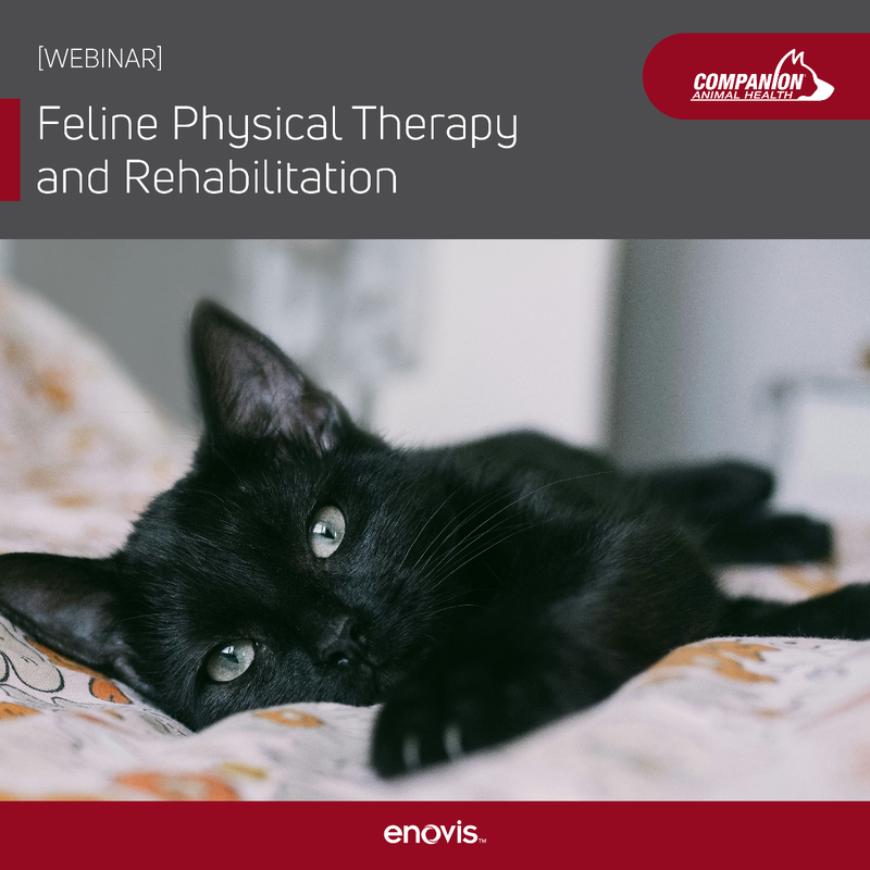 View of Feline Physical Therapy and Rehabilitation